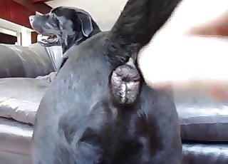 Bestiality dog tube