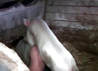 White mutt wants to have some intense bestiality sex