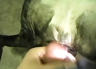 Watch the best zoophilia porn vignette right here
